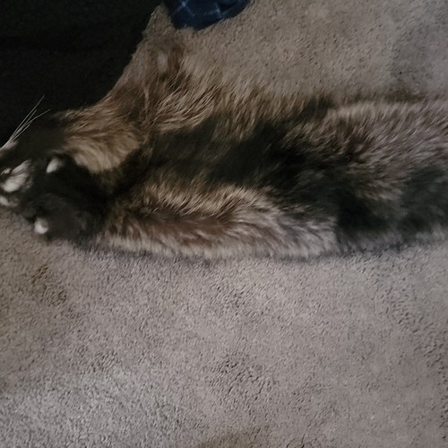 Raccoon pelt - raccoon,