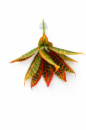 Reptile hanging plant - 13”,