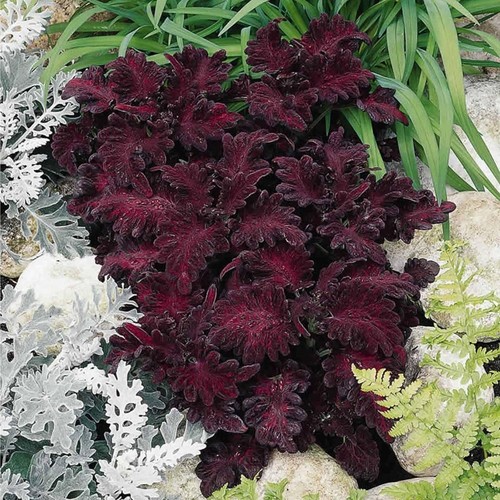Black dragon coleus seeds - coleus,