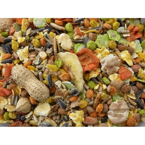 Premium hamster gerbil - hamster,