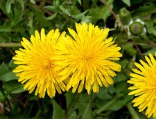 Dandelion - Taraxacum officinale - 1g Seeds (1000 Approx) - Herbal Wildflower
