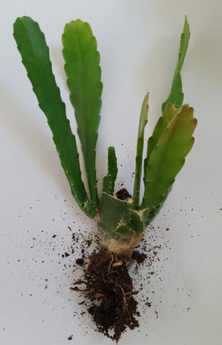 Epiphyllum cactus plant - x,