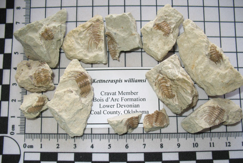 Devonian kettneraspis - devonian,