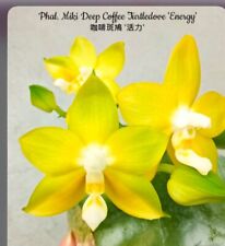 Phalaenopsis Miki Deep Coffee Turtledove 'Energy' Orchid Plant