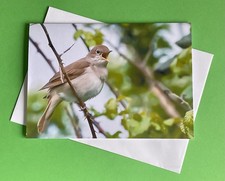 Nightingale Bird Singing -