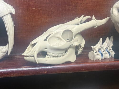 Lifesize muntjac deer skull - lifesize,