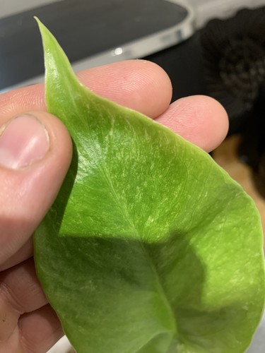 Monstera deliciosa albo - monstera,