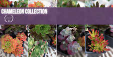 Succulent Chameleon Collection – Colour Changing UK Grown Succulents – FREE POST