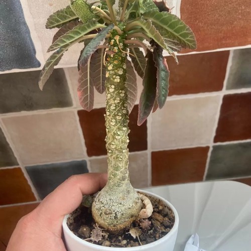 15cm succulent cactus plant - succulent,