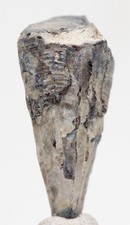CONULARIID Fossil Specimen