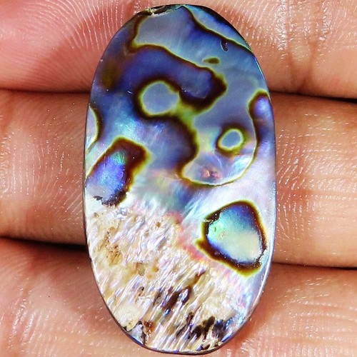 Natural abalone shell oval - abalone,