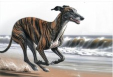 Greyhound , Lurcher