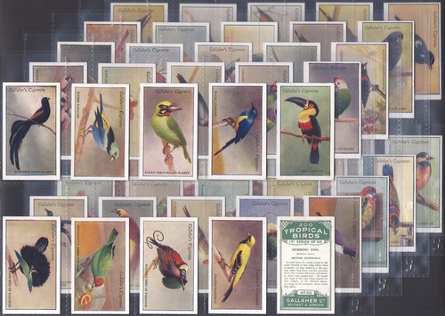 Gallaher full set zoo - set-,