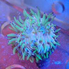 Gold Blue Striped Purple Tipped Tentacles Fungia LPS Coral *Combine Post*