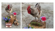 6+Jersey Giant Chicken