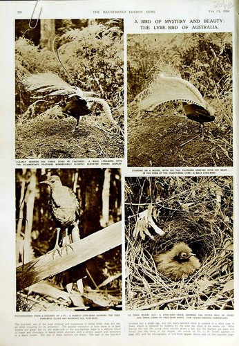 Original old vintage print - original,