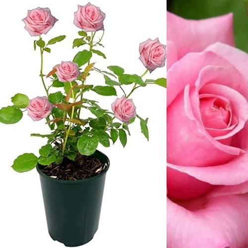 Rose bush prima ballerina - bush,