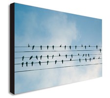 Birds Sitting On Wires -