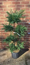 4 FT Cupressocyparis leylandii Leyland Cypress Evergreen Large Tree Conifer