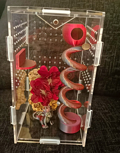 Jumping spider enclosure - spider,