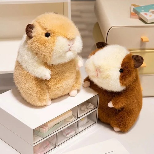 Cute guinea pig - guinea,