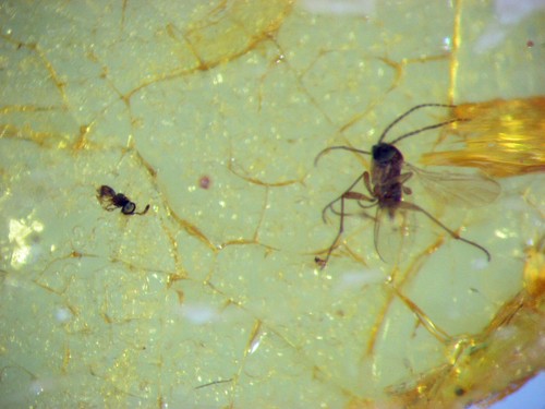 Pliocene amber from africa - pliocene,