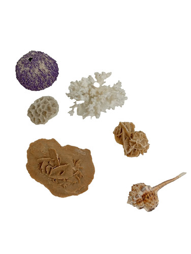 Natural dried coral collection - dried,