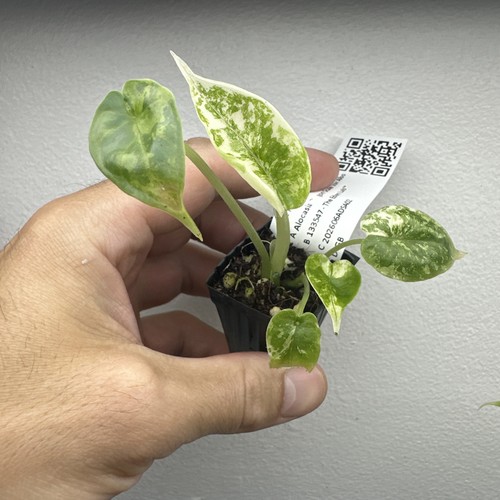 Alocasia dragon scale albo - scale,
