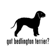 Got bedlington terrier vinyl - terrier,