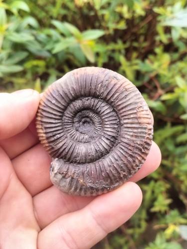 Rare catacoeloceras crassum - rare,