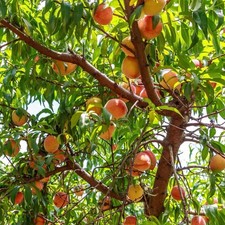 Belle of Georgia Peach Tree