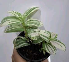 Tradescantia Nanouk White