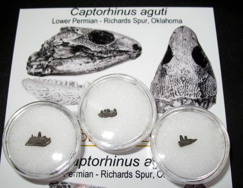 Permian reptile captorhinus - permian,