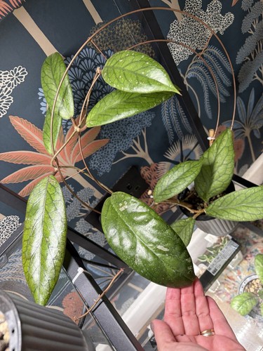 Hoya vitellinoides rooted - hoya,