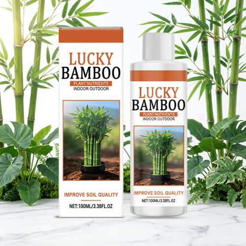 Lucky bamboo plant - bamboo,