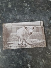 English Wild Cattle Last Of