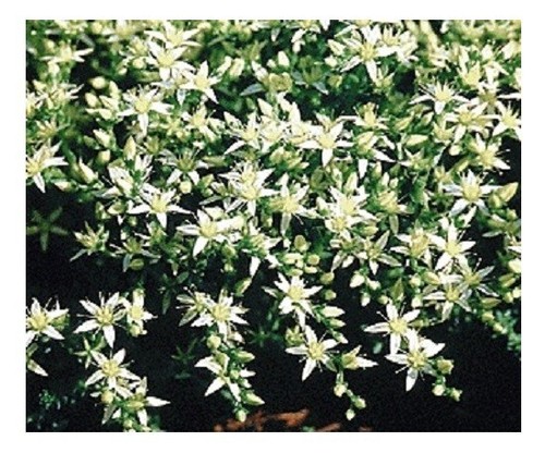 Sedum acre oktoberfest - sedum,