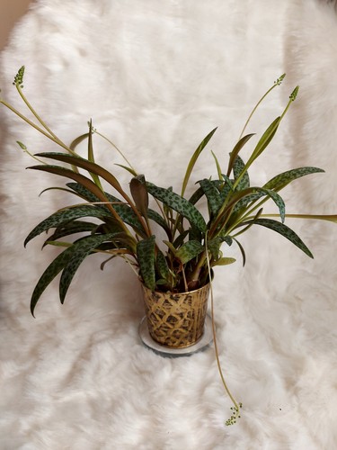 Ledebouria socialis spotted - ledebouria, socialis-spotted