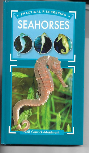 Seahorses neil - seahorses,