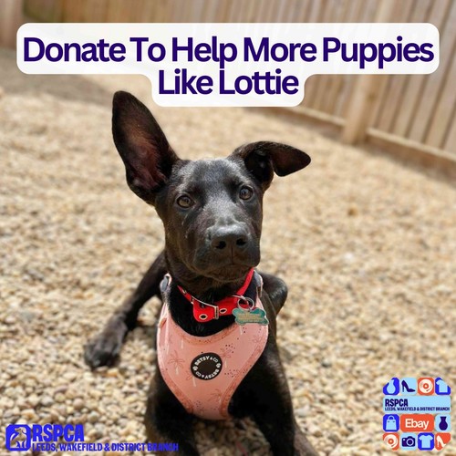 Donate help more puppies - donate,