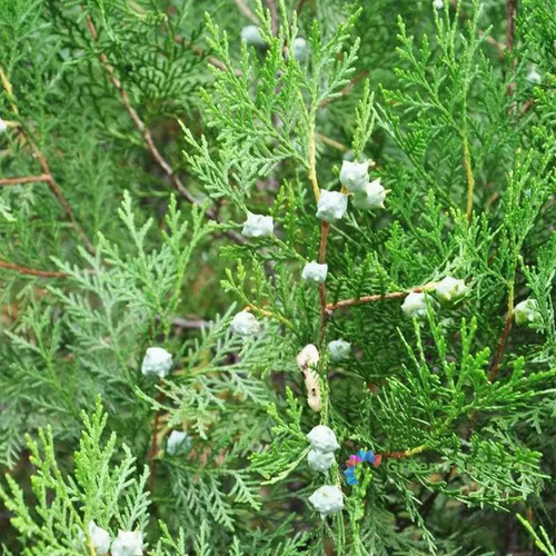 100 seeds platycladus - 100,