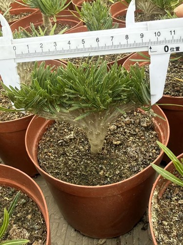 Pachypodium rosulatum
