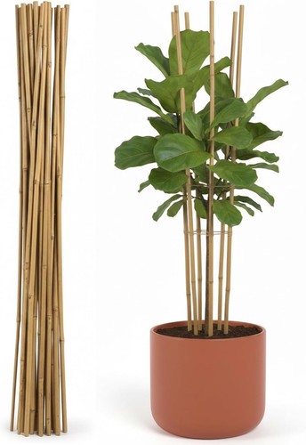 2ft bamboo canes - 2ft, garden