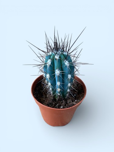 Stetsonia coryne toothpick - stetsonia,