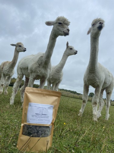 Alpaca manure natural - alpaca, manure: