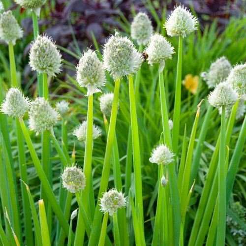 Onion welsh edible aromatic - edible,