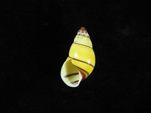 Land snail amphidromus laevis - land,