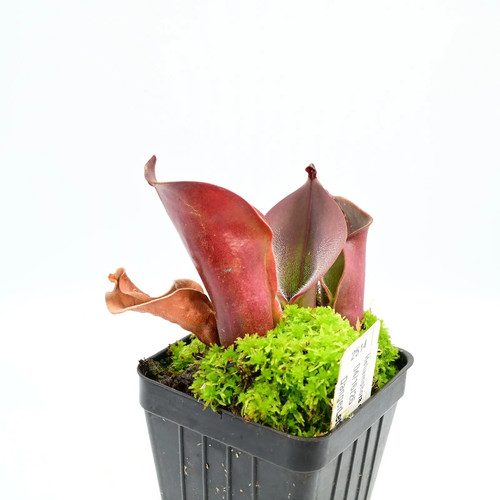 Heliamphora ciliata - , 04