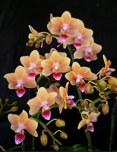 Phalaenopsis aromio allura - phalaenopsis, "allura