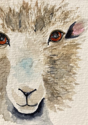 Original watercolour sheep - watercolour,